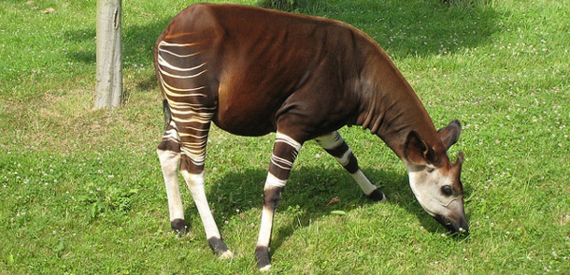 Ituri : Des hommes armés tuent deux gardes du parc de la Réserve de Faune à Okapi