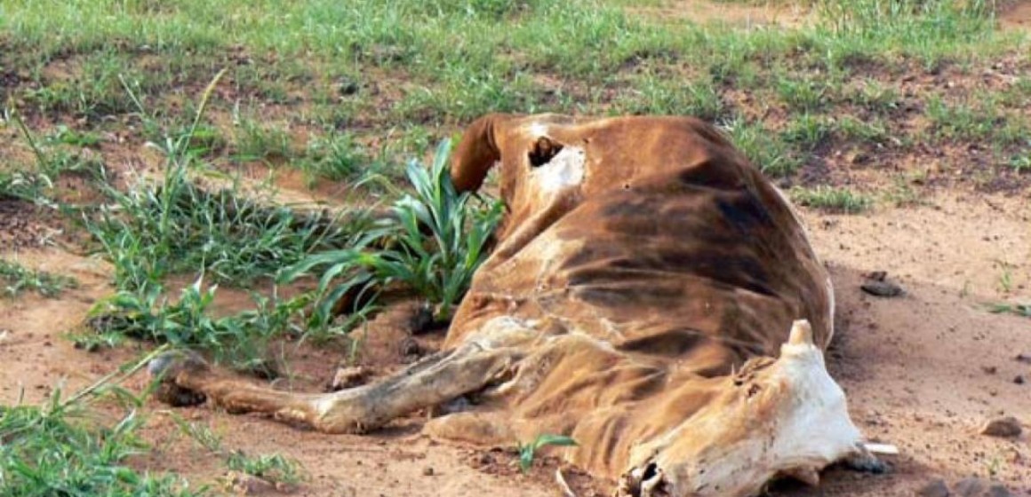 L’épidémie mystérieuse qui décime les bovins au Kwango préoccupe le Premier ministre