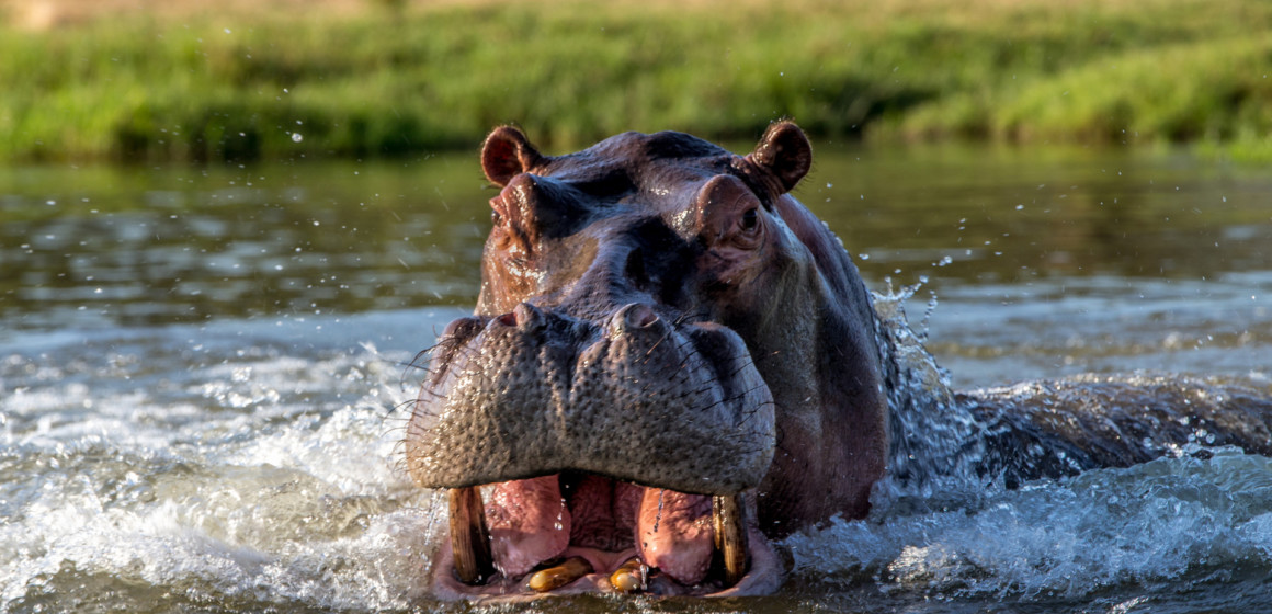 Un hippopotame aperçu sur les berges du port de Ngwele à Kinshasa