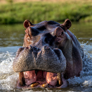 Un hippopotame aperçu sur les berges du port de Ngwele à Kinshasa