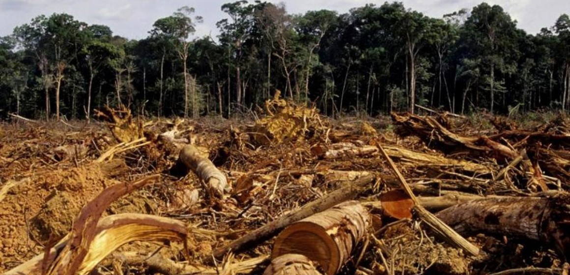 Déforestation RDC Le Mayombe au Kongo-Central menacé de déforestation