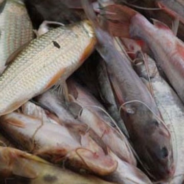 Lubero : Les pêcheurs de Kamandi-Lac suspendent la pêche sur le lac Edouard