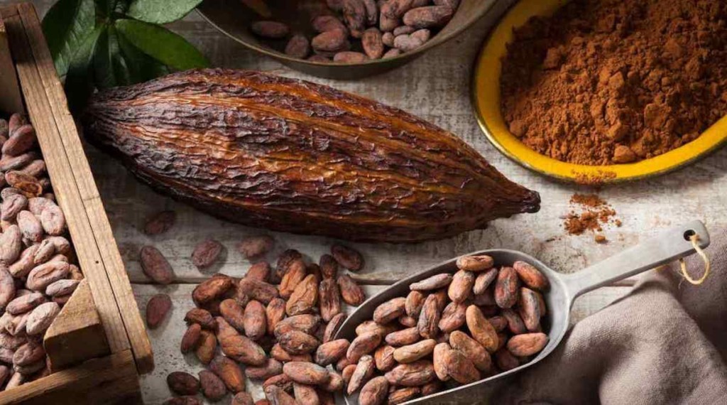fèves de cacao