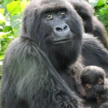 Mesures barrières renforcées après la naissance d&rsquo;un bébé gorille au Parc des Virunga