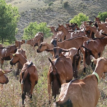 Ituri : au moins 20 personnes, 250 vaches et des chèvres emportées dans une nouvelle incursion ADF à Irumu