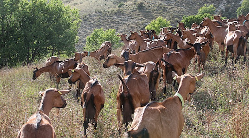 Chèvres Ituri : au moins 20 personnes, 250 vaches et des chèvres emportées dans une nouvelle incursion ADF à Irumu