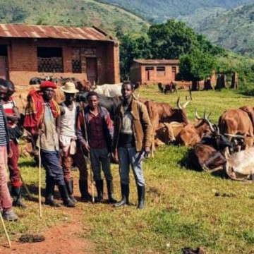 Ituri : l&rsquo;armée récupère plus de 100 vaches volées par la CODECO