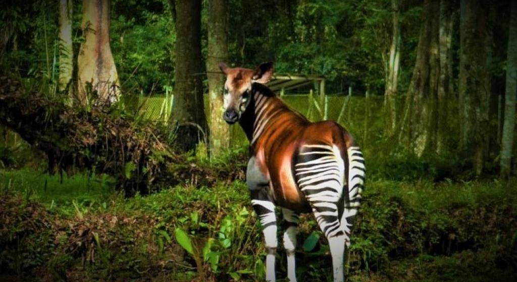 Okapi animal endémique de la RDC