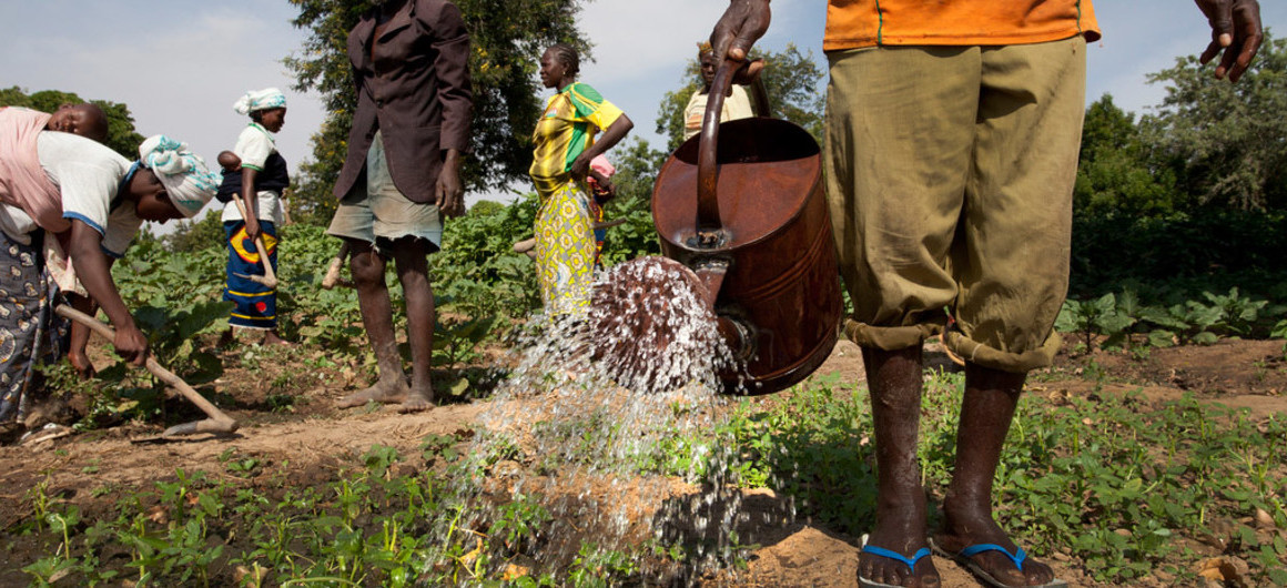 La FAO a besoin de 155 millions USD pour 21,8 millions de personnes en insécurité alimentaire en RDC