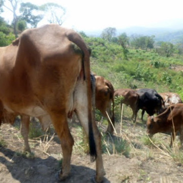 Des vaches en paturage dans les moyens plateaux de Bibokoboko au Sud-Kivu. A Lubao (Lomami), la population s’inquiète de la présence d’un cheptel bovin non identifié