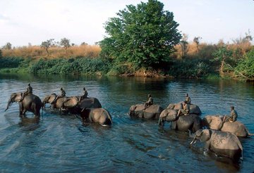 Elephants portant des écogardes