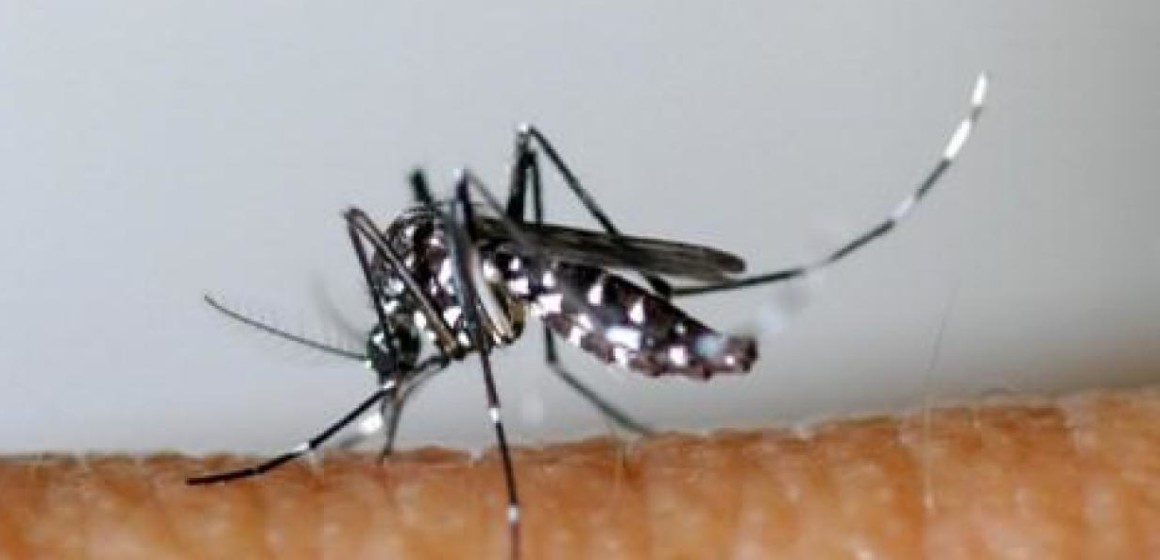 Kwango : 27 cas d’une maladie semblable au Chikungunya à Kenge