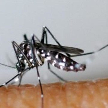 Kwango : 27 cas d’une maladie semblable au Chikungunya à Kenge