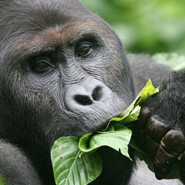 RDC : 4 parcs nationaux célèbrent leur 50e anniversaire