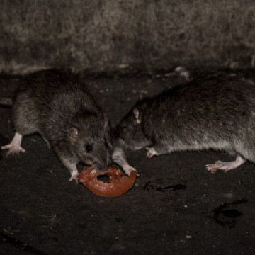 Rats-domestiques Rats domestiques