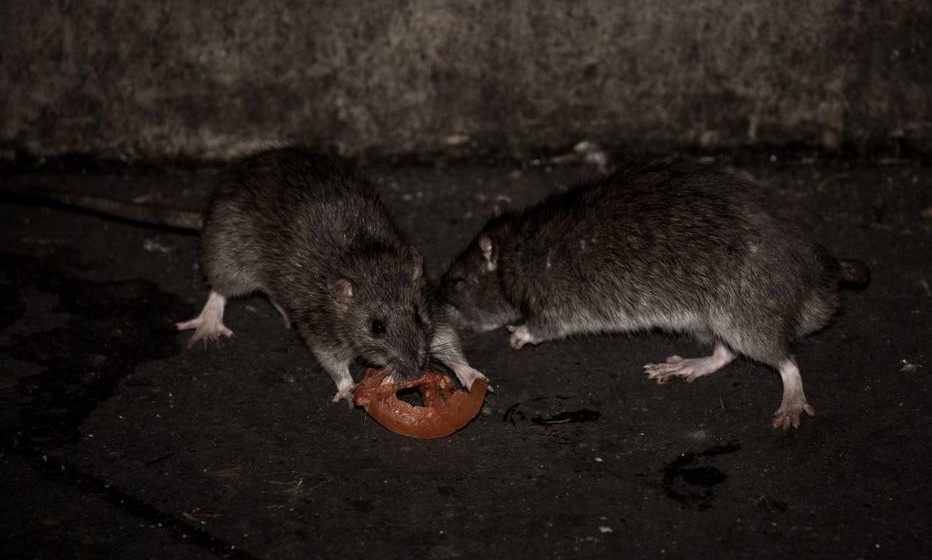 Rats domestiques