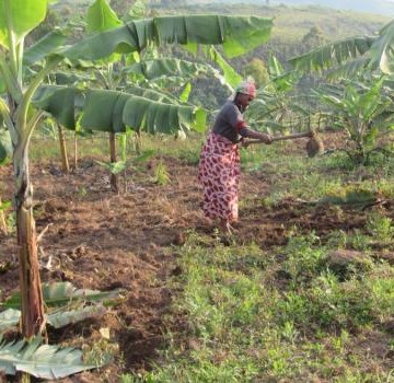 Cultivateur en province de l'Ituri