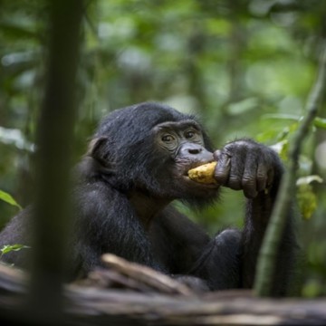 Bonobo