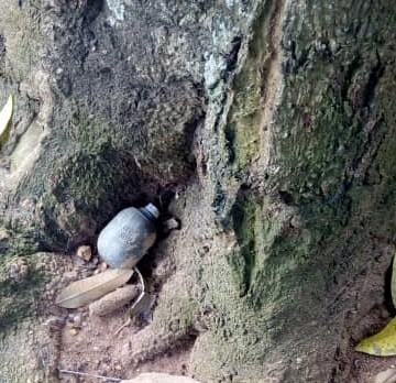 Grenade sous un manguier à Beni