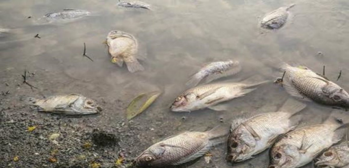Poissons morts