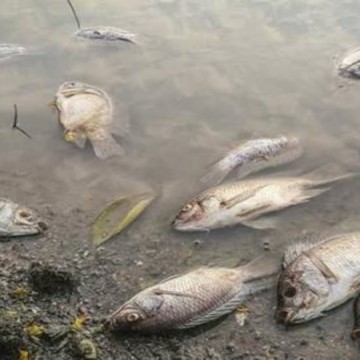 Poissons morts