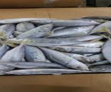 Poissons chinchards