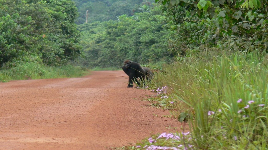 Gorille dans la forêt du Congo RDC