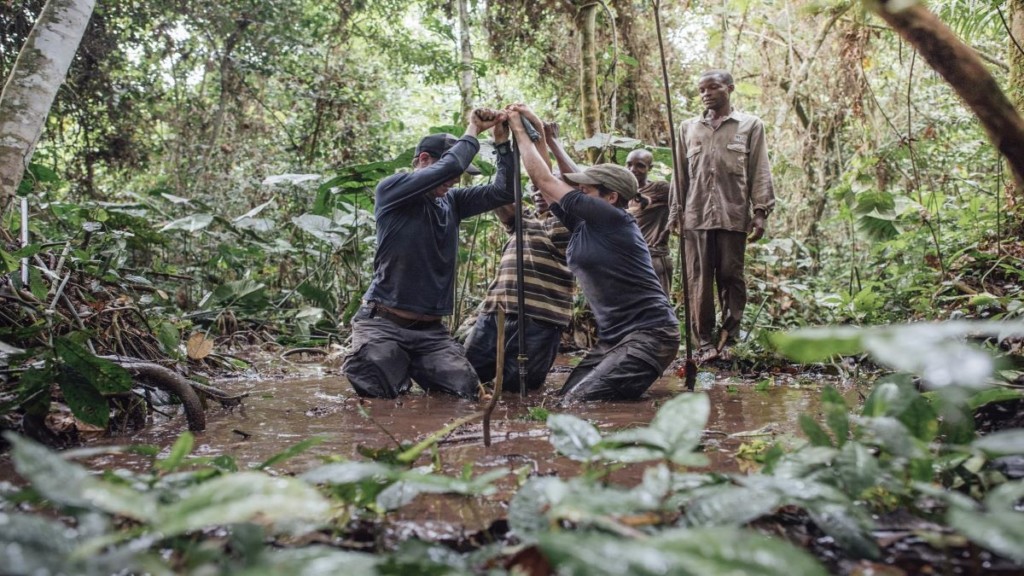 Tourbières des forêts du Congo