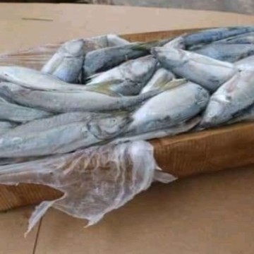 Chinchards-carton-ouvert (2) Poissons chinchards