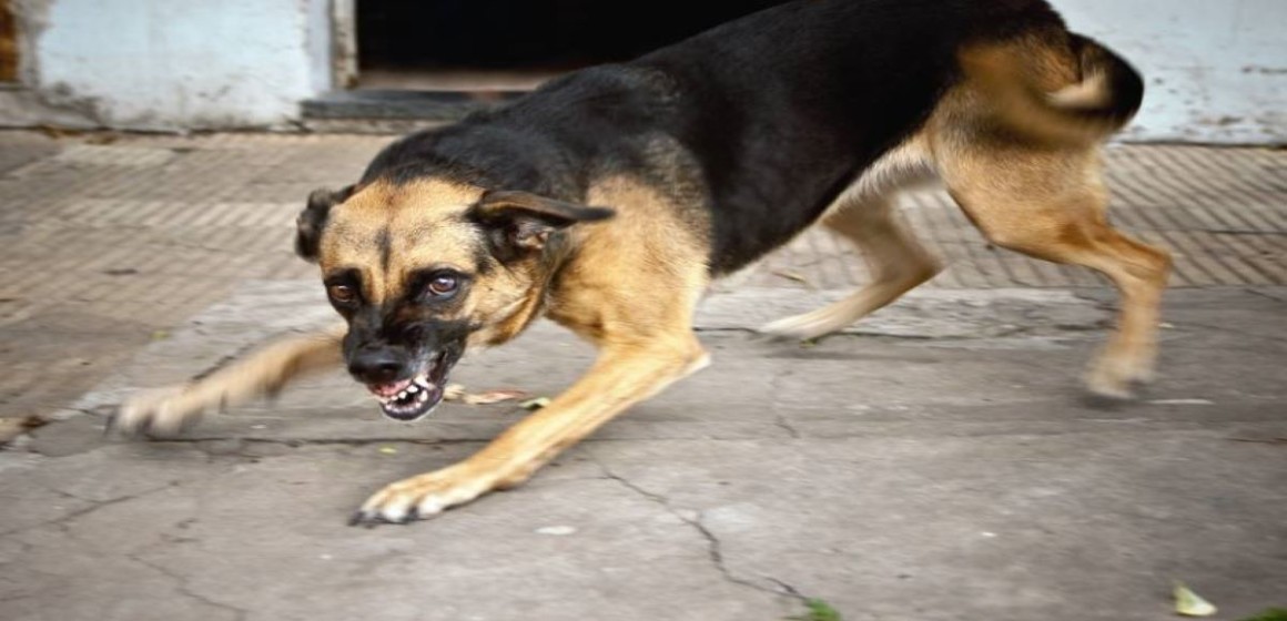 chien-enragé Kongo central : la ville de Boma sous la menace de la rage canine
