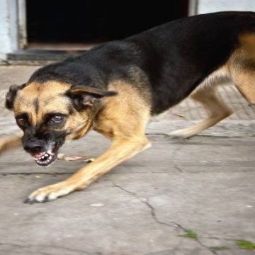 Kongo central : la ville de Boma sous la menace de la rage canine