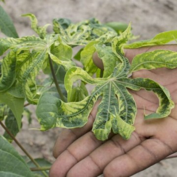 Tshopo : Deux maladies virales, la mosaïque et la striure, menacent le manioc