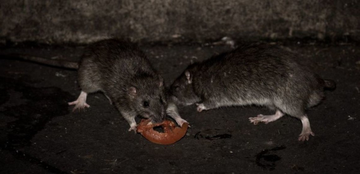 RDC : Deux morts et 24 cas enregistrés, l’épidémie de peste bubonique frappe l’Ituri