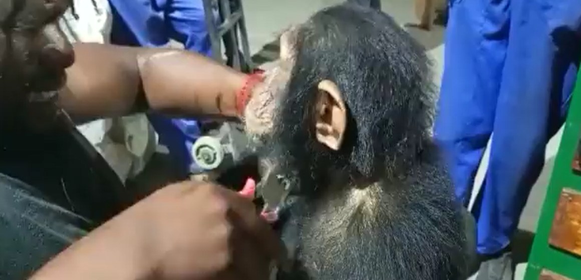 RDC : un trafiquant arrêté à Goma avec 50 espèces d’animaux protégés