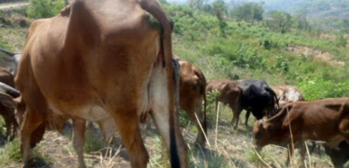 Kwilu : plus de 40. 000 bêtes décimées à Bagata suite à la pasteurellose