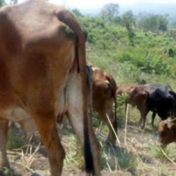 Kwilu : plus de 40. 000 bêtes décimées à Bagata suite à la pasteurellose