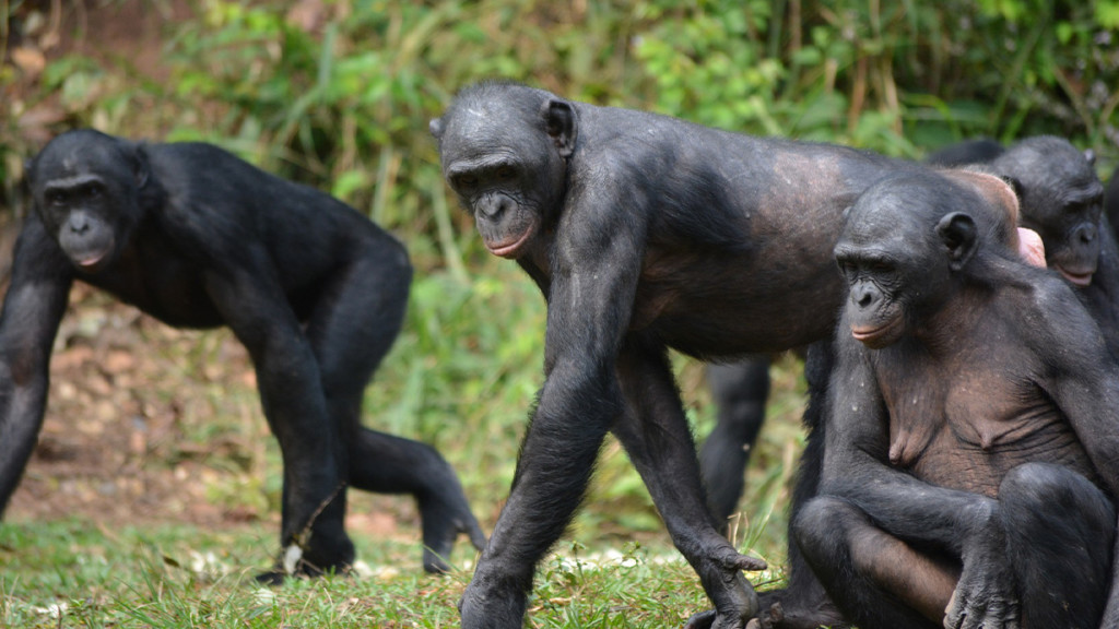 Bonobos, singes de la forêt du bassin du fleuve Congo
