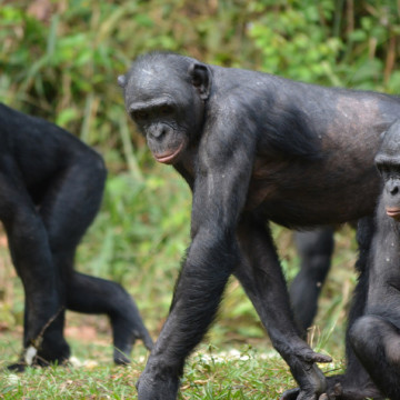 Bonobos, singes de la forêt du bassin du fleuve Congo