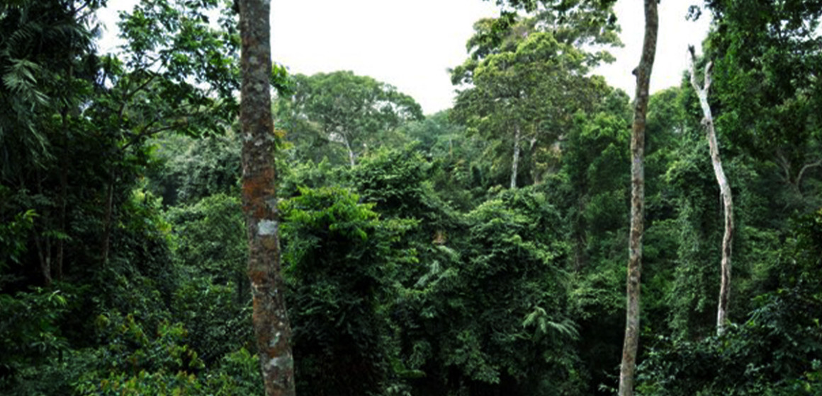 foret-bassin-du-fleuve-congo.jfif Forêt du Bassin du Fleuve Congo