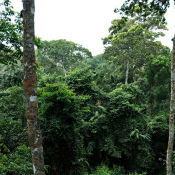 Forêt du Bassin du Fleuve Congo