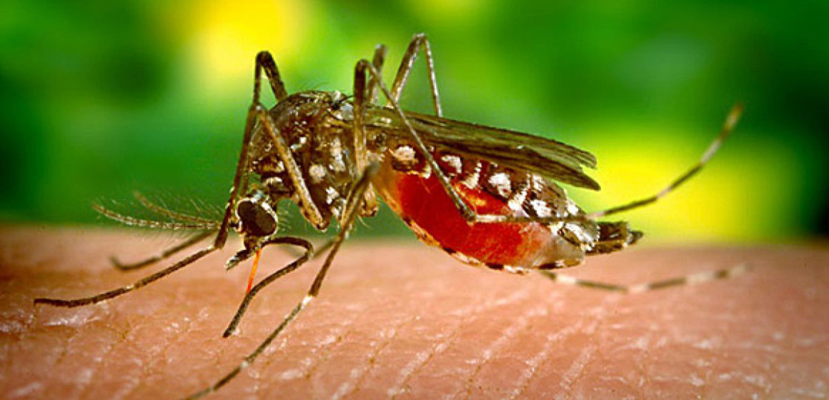 Moustique suçant le sang humain
