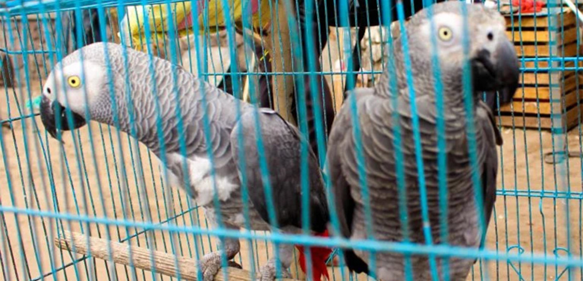 perroquet-gris Perroquets gris du Congo en cage