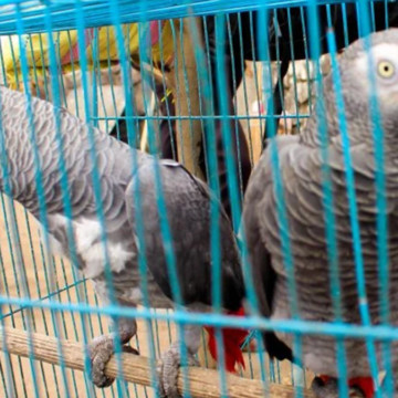 Perroquets gris du Congo en cage