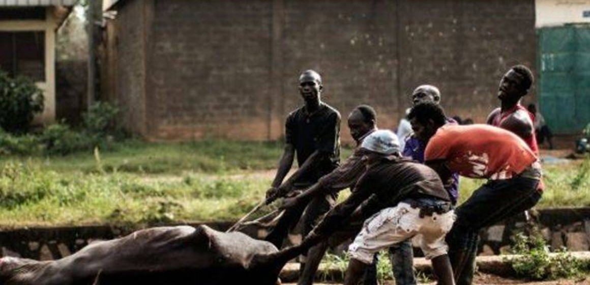 Boeuf abattu par les Mobondo