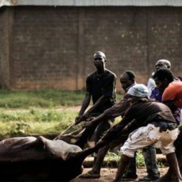 boeuf-abattu Boeuf abattu par les Mobondo