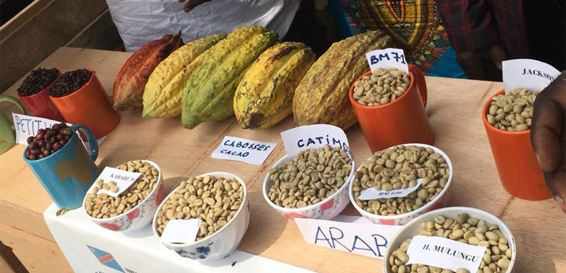 Cacao du Congo