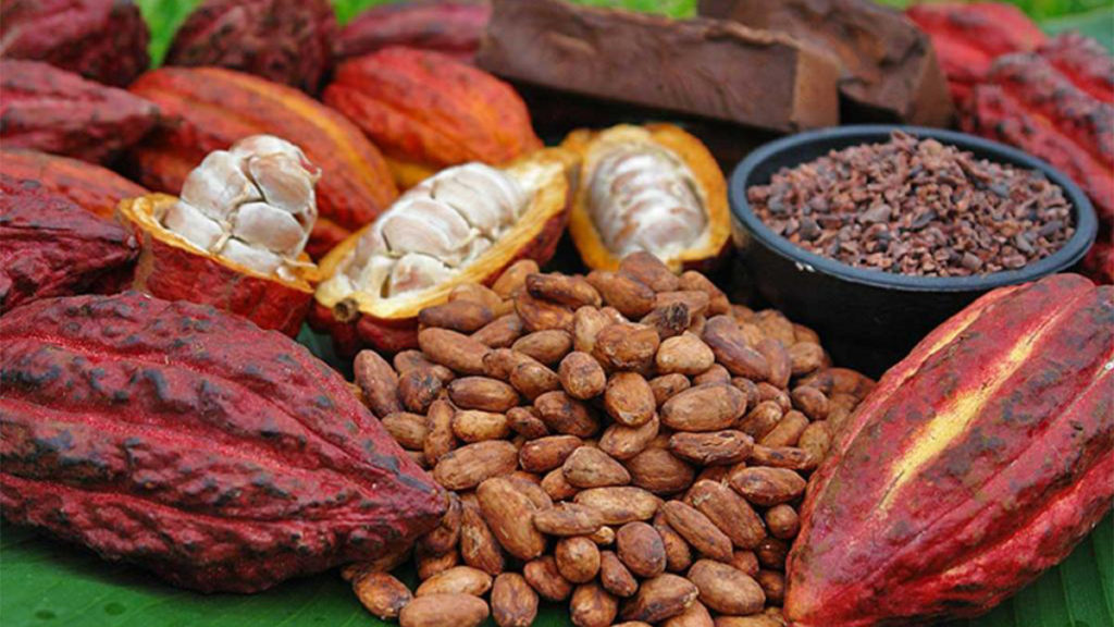 Cacao produit en RDC