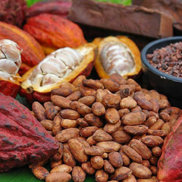Cacao produit en RDC