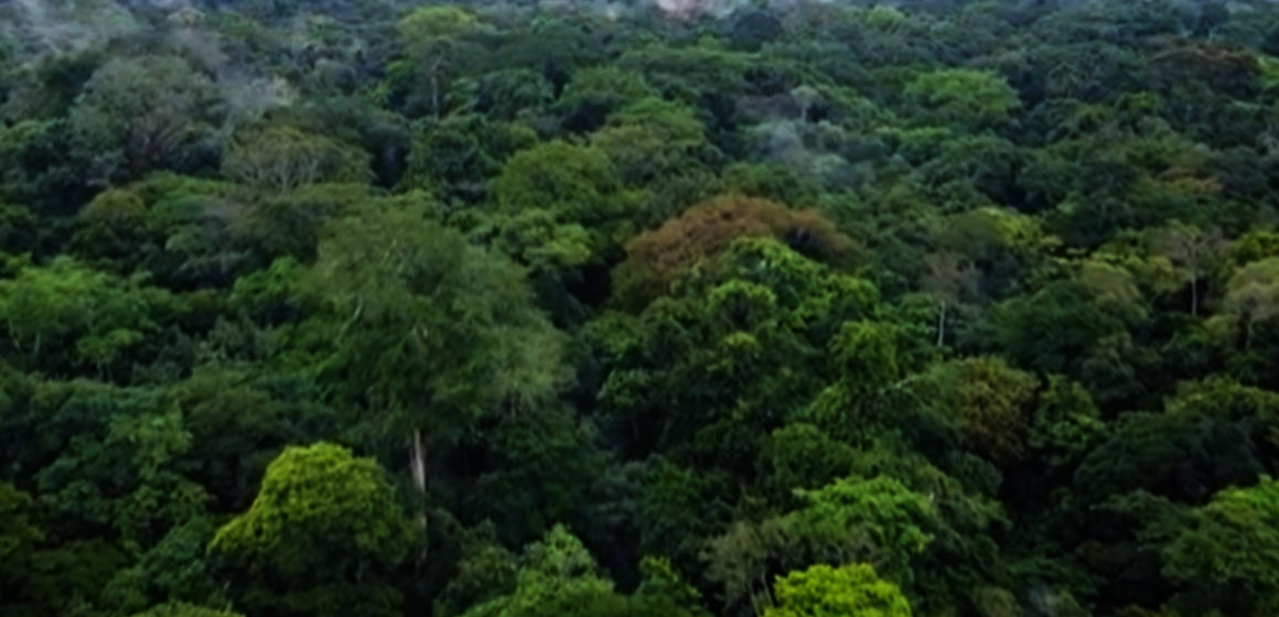 Forêt du bassin du Congo