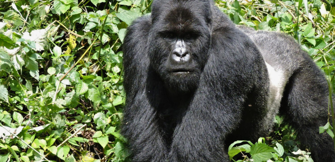 Bukima gorille à dos argenté